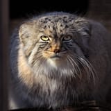 IMG_6491-SP-1