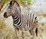 Zebras-zebras-35204139-2589-2171