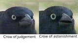 crowduality
