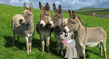 Octavia_Octavia_with_her_donkey_family_ponies_irl_pony_irl