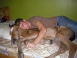 horsesleep