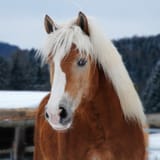Haflinger_