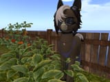 Snapshot_052