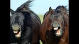 laughing mares