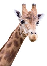 purepng.com-giraffeanimal-giraffe-981524651518p5jht