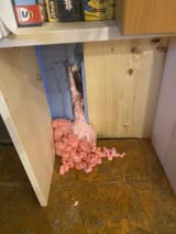 pinkius pieicus infestation