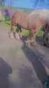 1707617330129849_thumb.jpg