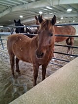 Attention grabbing mare