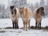 Canva-Yakut-horses-1024x768