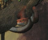serpent