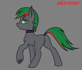 wild echo