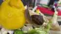 lemon snail_thumb.jpg