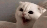 angry-cat-triggered-hissing-camera-shake-g5bsu5e8eb5sjite