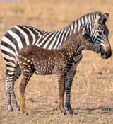 pseudomelanistic-zebra-foal-v0-xc7w58260uld1