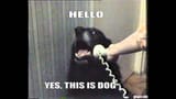 thisisdog