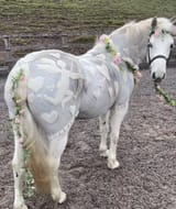 horse