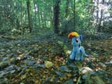 dashie touches grass