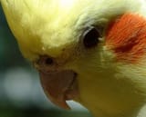 sad bird