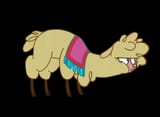 One pissed &#039;paca