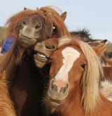 laughing hoers