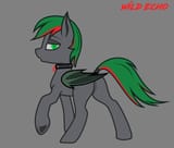 wild_echo