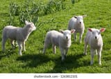 curious-spring-lambs-watching-alertly-260nw-1263812101