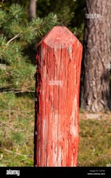 wooden-pole-painted-with-red-paint-in-the-forest-for-the-demarcation-of-different-territories-T397X0