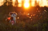 midnight_sun