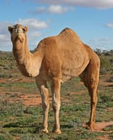07._Camel_Profile,_near_Silverton,_NSW,_07.07.2007