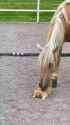 horse lips_thumb.jpg