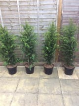 four yews