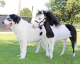 horse and dog
