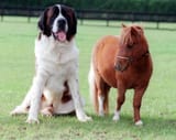 Dog and Horse