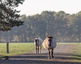 2560px-Dülmen,_Merfeld,_Dülmener_Pferde_im_Merfelder_Bruch_--_2018_--_1691