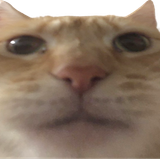 cat impassive