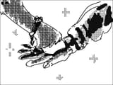 hoofa and handa