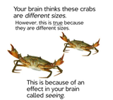 small crab seeing