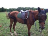 hors