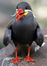 inca_tern