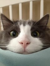 funny-cat-pictures-007-006-1333189965