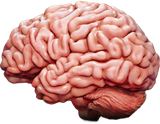 brain-lateral