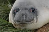 crying_blob_creature