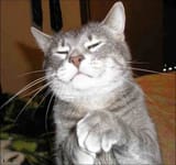 wisecat