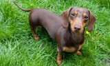 weiner