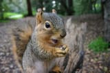 squirrel3