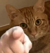 cat pointing