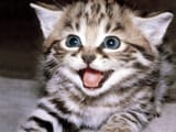 cute-and-happy-funny-cat-1qodhaitzyv6w5gf-764302640