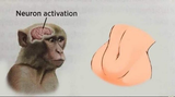 neuronactivation1