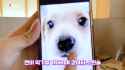 nien puppy_thumb.jpg