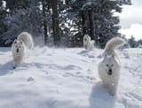Samoyeds dogs snow 